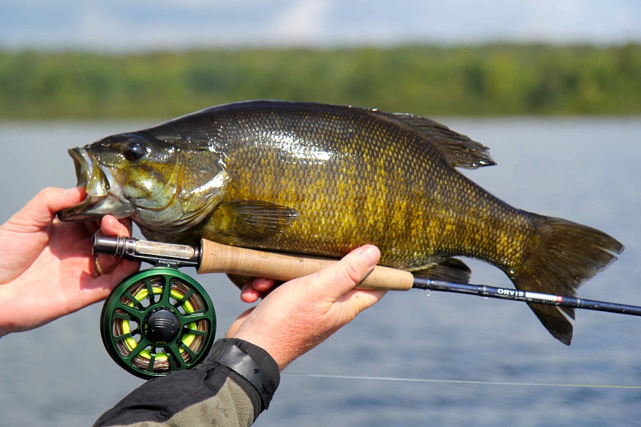 The smallmouth bass in Algoma are big, aggressive and abundant.