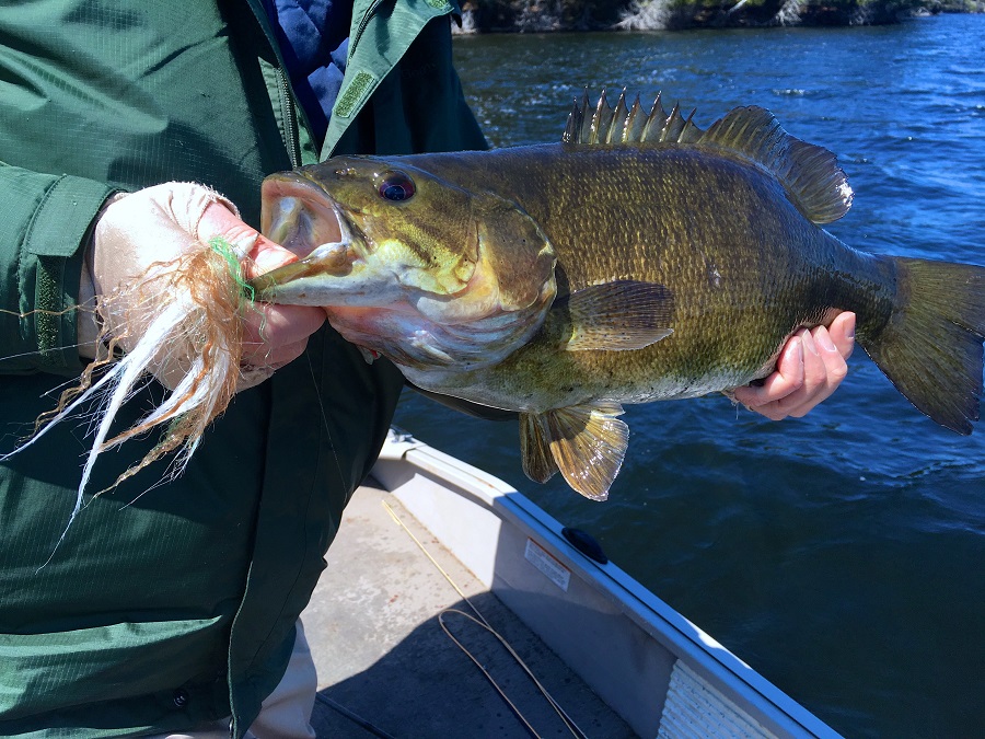 BIG SMALLMOUTH BASS FLY FISHING IN RIVERS