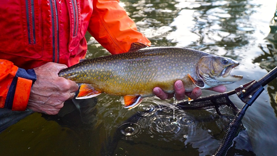 Seasons of Wild Brook Trout: a primer to help you get started.
