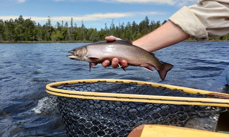 Newfoundland & Labrador Brook Trout - The New Fly Fisher